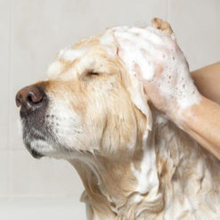 Grooming for Dogs