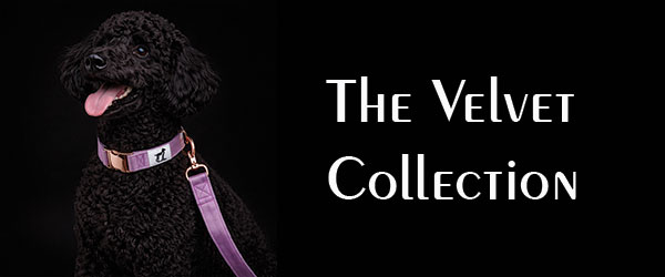 Hanz & Oley Velvet Collection 2026